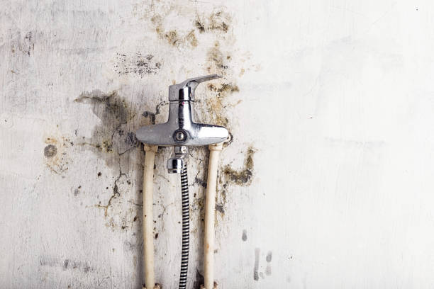 Trusted Evergreen, AL Mold Remediation Experts