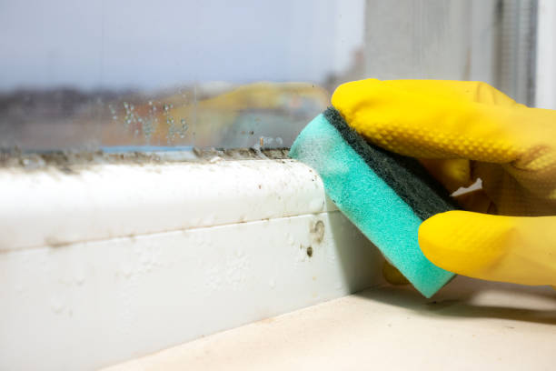 Best Attic Mold Remediation in Evergreen, AL
