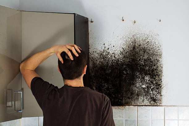 Best Industrial Mold Remediation in Evergreen, AL