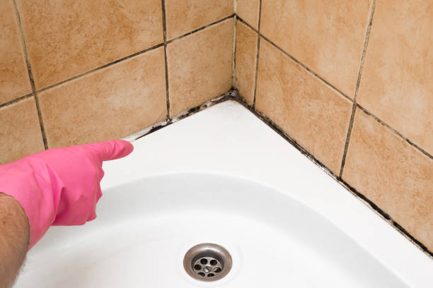 Best Commercial Mold Remediation in Evergreen, AL